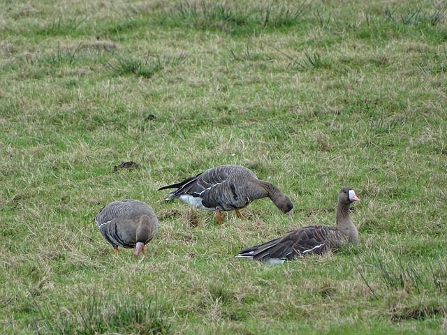 议的决定 议的决定